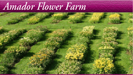 eshop at Amador Flower Farm's web store for American Made products